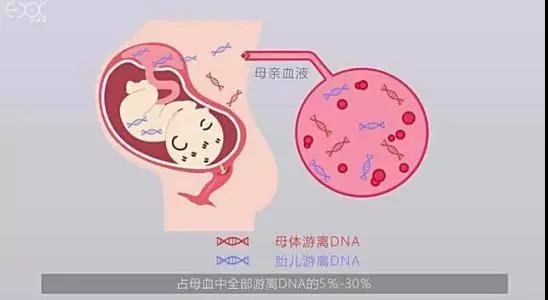 最佳的无创DNA基因检测在什么时间段