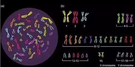 亲子鉴定有一个位点不同影响最后鉴定结果吗