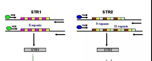亲子鉴定有一个位点不同影响最后鉴定结果吗