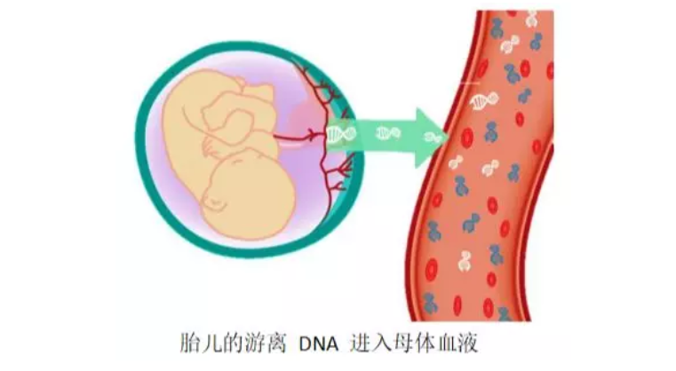 怀孕多久可以做亲子鉴定吗,无创亲子鉴定会影响胎儿发育吗？