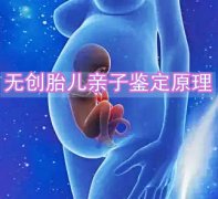 无创胎儿亲子鉴定的原理